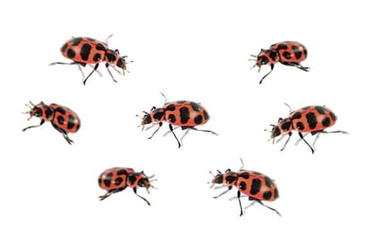 Insect Lore Ladybug Land with Prepaid Voucher - Redeem Voucher for 10-15 Native Ladybug Larvae - Diorama Style Ladybug Habitat for Kids - Observe, Raise, & Release Adult Ladybugs