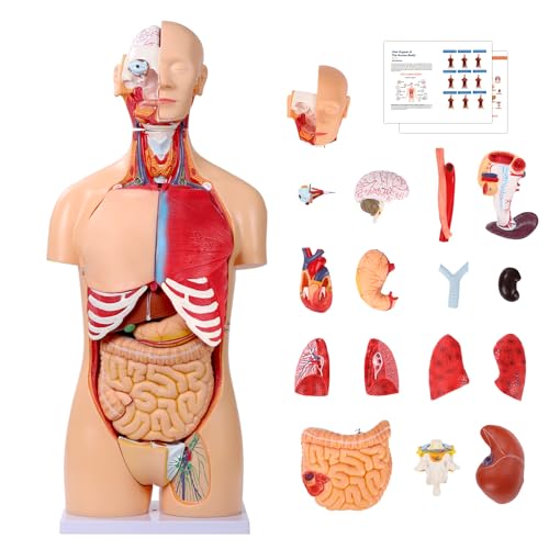 SFXYJ Human Torso Anatomy Model 33.4", Dual-Sex 32 Part Removable Life-Size with Heart Head Skull Brain Visceral Muscular Layers Model Includes Product Manual for Medical Student Lab Classroom Use
