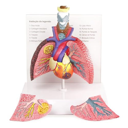 HADWYN Human Respiratory System model,anatomy models human body