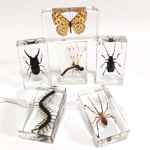 6 Pcs Taxidermy Bugs in Resin, Specimen Insects Butterfly Centipede Beetle - size: 6 ML Insects
