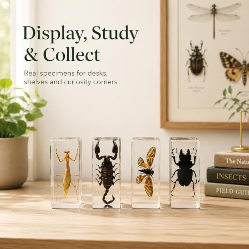 4pcs Large Insect Specimen,Taxidermy Mantis Scorpion & Beetle in Resin - color: 4Pcs Large Insect Specimen