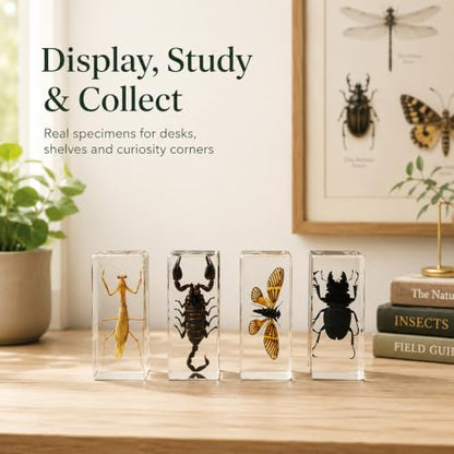 4pcs Large Insect Specimen,Taxidermy Mantis Scorpion & Beetle in Resin - color: 4Pcs Large Insect Specimen