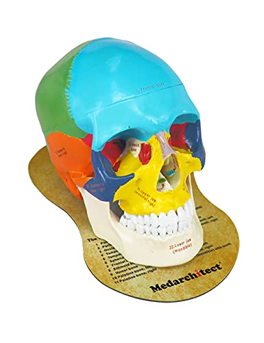 Medarchitect Life-Size Colored Human Skull Anatomy Model
