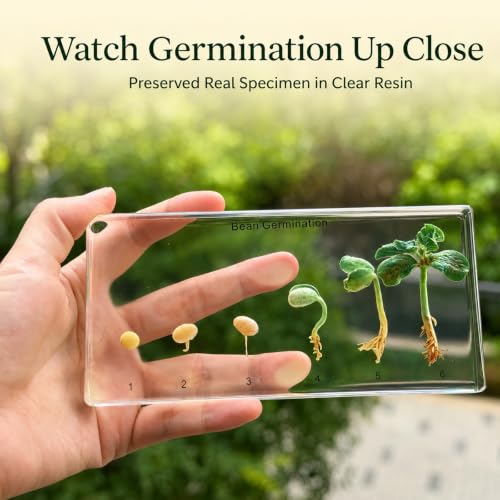 Bean's Lifecycle in Resin-Real Green Bean Plant Germination & Growth Specimen for Biology Science Education with Fun,Home Office Desk Display,Gift(6.46×3.07×0.79inch) - color: Green Bean Plant Life Cycle
