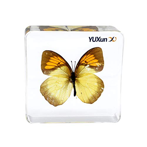 Real Insect Butterfly Specimen Paperweight Animal Taxidermy Collection Display Sciecne Classroom Specimen for Science Education (Butterfly 13) - color: Butterfly 13