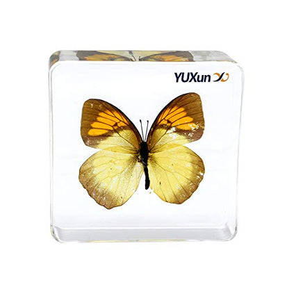 Real Insect Butterfly Specimen Paperweight Animal Taxidermy Collection Display Sciecne Classroom Specimen for Science Education (Butterfly 13) - color: Butterfly 13