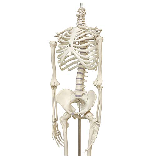 Human Skeleton Model mini 33.5" Compact Desktop Size Anatomical Chart for Student Home Study