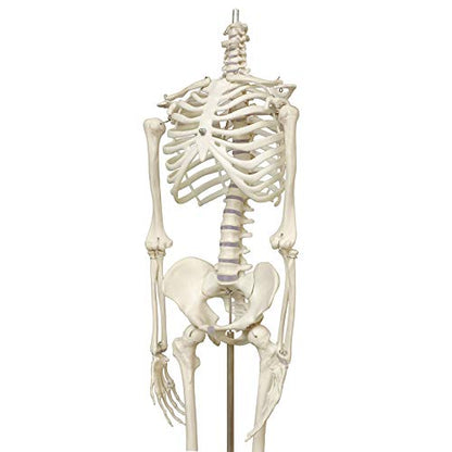 Human Skeleton Model mini 33.5" Compact Desktop Size Anatomical Chart for Student Home Study