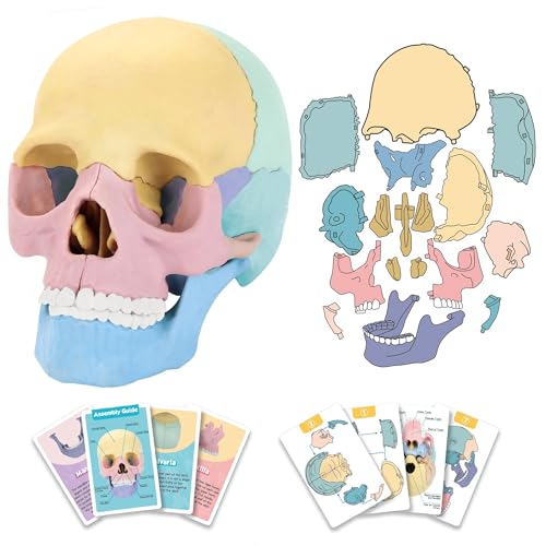 LUCKY GUESS Human Skull Anatomy Model, 17-Part Puzzle with Flash Cards