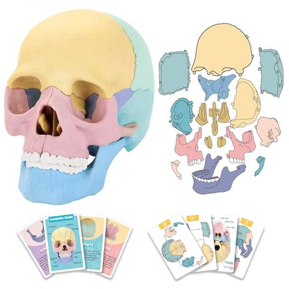 LUCKY GUESS Human Skull Anatomy Model, 17-Part Puzzle with Flash Cards