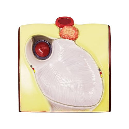 Generies Life Size Human Heart Model,2-Parts 1:1 Anatomical Heart Model On Diaphragm and Pericardium Base,34 Anatomical Structures Teaching Science Models for Classroom and Cardiology Study