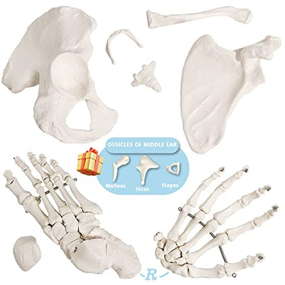 Merinden Human Skeleton Model For Anatomy 67 inch High, Full Size Skeleton Models with 3 Poster, Skull, Spine, Bones, Articulated Hand & Foot, for Anatomy Medical Learning