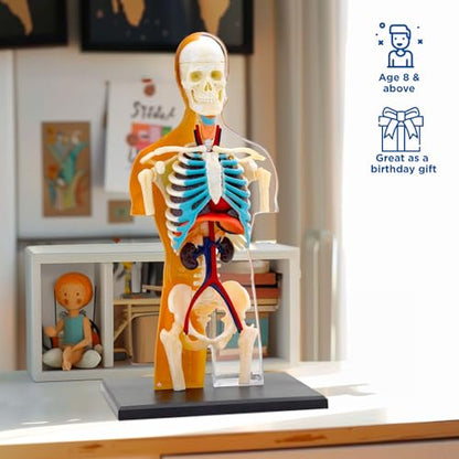 Thames & Kosmos 260830 Human Body Anatomy Model Toy, Multi