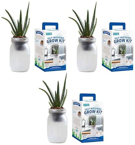 Back to the Roots Self Watering Grow Kit - Glass Hydroponic Planters for Succulents and Cacti Self-Watering System (Pack of 3) - size: 1 Count (Pack of 3), style: Self-Watering Succulent Kit