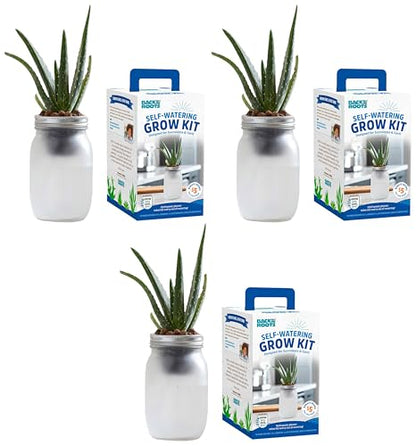 Back to the Roots Self Watering Grow Kit - Glass Hydroponic Planters for Succulents and Cacti Self-Watering System (Pack of 3) - size: 1 Count (Pack of 3), style: Self-Watering Succulent Kit