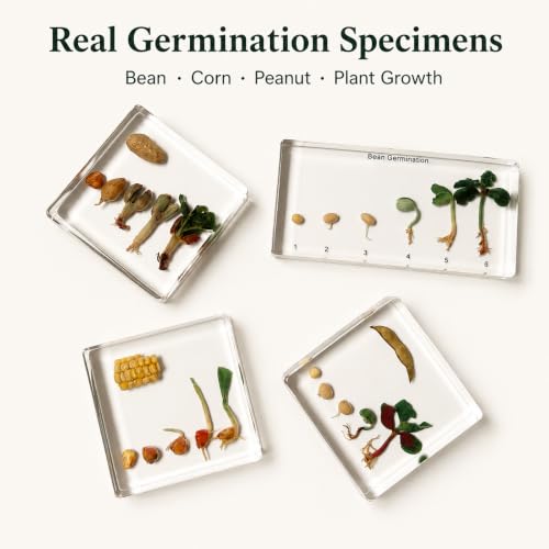 Bean's Lifecycle in Resin-Real Green Bean Plant Germination & Growth Specimen for Biology Science Education with Fun,Home Office Desk Display,Gift(6.46×3.07×0.79inch) - color: Green Bean Plant Life Cycle