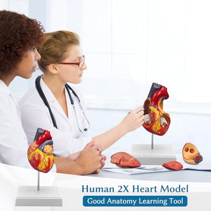 SFXYJ 2X Enlarged Anatomical Heart Model,4-Part Removable with Ventricles Atria Valves Veins Artery 49 Anatomy Structures Number Manual Magnets Display Base for Science Classroom and Cardiology Study - size: 7.8"L x 5.9"W