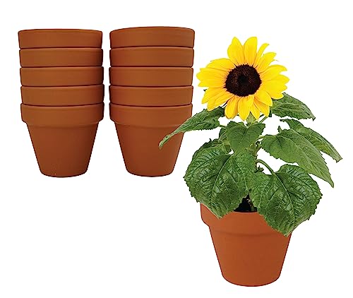 BUZZY Seeds Dwarf Sunflower Grow Kit 10-Pack, Terracotta Pots, Indoor