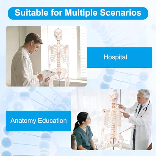 70.8" Life Size Human Skeleton Model for Anatomy, Nervous System & Stand - color: White, size: 70.8"H