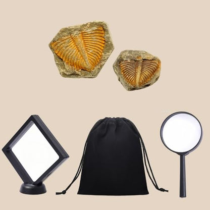 Authentic Fossils with Collection Box & Magnifier (Trilobite Tail) - color: Trilobite