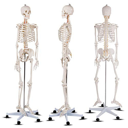 GIANTEX 70.8" Life Size Skeleton Model, with Roller Stand, 2 Casters with Brake, Removable Parts, Anatomical Poster and Dust Cover, Human Skeleton Model for Anatomy
