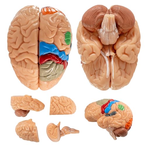 2026 New 15+5 Parts Human Anatomy Exploded Skull Model, Palm-Sized Mini