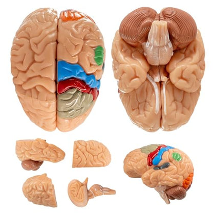 2026 New 15+5 Parts Human Anatomy Exploded Skull Model, Palm-Sized Mini