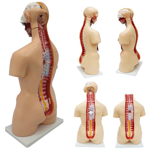 Anatomical Human Torso Body Model with 23 Removable Organs Parts 33.5in Life Size with Heart Head Skull Brain Skeleton Model for Teaching