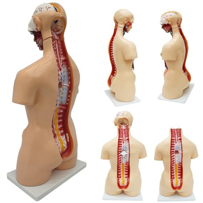 Anatomical Human Torso Body Model with 23 Removable Organs Parts 33.5in Life Size with Heart Head Skull Brain Skeleton Model for Teaching