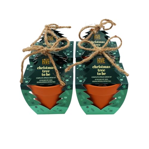 Buzzy Seeds Holiday Spruce Grow Kit 4-Pack, Terracotta Pots, Bonsai Gift
