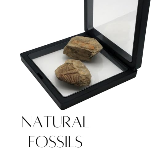Authentic Fossils with Collection Box & Magnifier (Trilobite Tail) - color: Trilobite