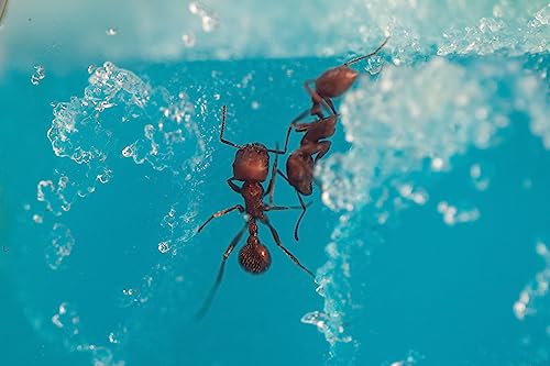 Educational Insights GeoSafari Day 'N' Night Ant Factory