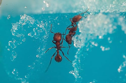 Educational Insights GeoSafari Day 'N' Night Ant Factory
