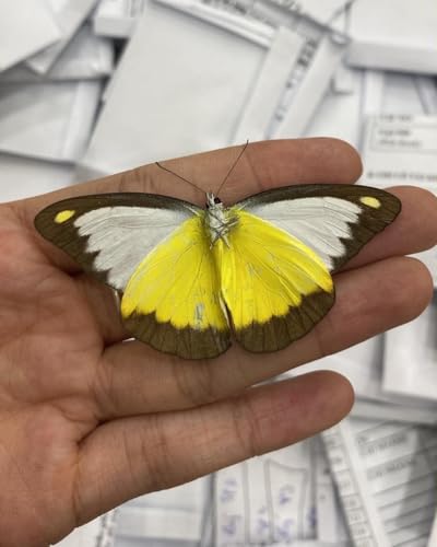 4 Real Chocolate Albatross Butterfly Specimens Unmounted BUOM129X4 - color: 4 Butterfly #129