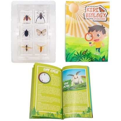 6 PCS Resin Insect Specimen Set, Butterfly, Jewel Frog Beetle, Silk Moth, Chafer, Stinkbug, Wasp, Science Education Toy for Kids - style: Butterfly, Jewel Frog Beetle, Silk Moth, Chafer, Stinkbug, Wasp