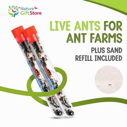50 Live Ants for Ant Farms (2 Tubes) with 10 oz Ant Farm Sand Refill - style: 50 Live Ants+Sand