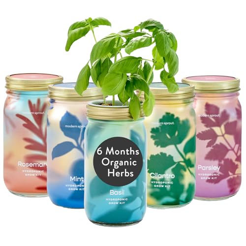Modern Sprout Mason Jar Grow Set 5pk - Hydroponic Indoor Herb Garden Kit - color: Basil + Mint + Parsley + Cilantro + Rosemary, size: Garden Jars