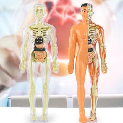 Human Anatomy Model Set Educational STEM Kit Teaching Skeleton Model Kit with Removable Organs Learning Tool for Science Classroom Demonstrations and Displays (Full Transparent) - color: Full Transparent