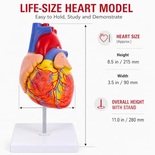 Life Size Human Heart Model, 2-Part, 34 Anatomical Structures - size: Life-Size 34 Anatomical Structures Model