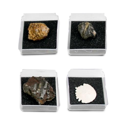 Geoworld Nature Collection – Real Fossil Collection in Display Box for STEM Learning – Educational Geology Set for Kids, Classrooms, and Collectors (Set 1)