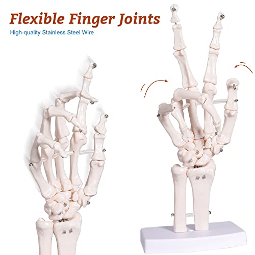 Hand Skeleton Model - Medical Human Finger Bone Anatomy Bendable Right Hand Skeleton with Articulated Joints Wrist Ulna and Radius