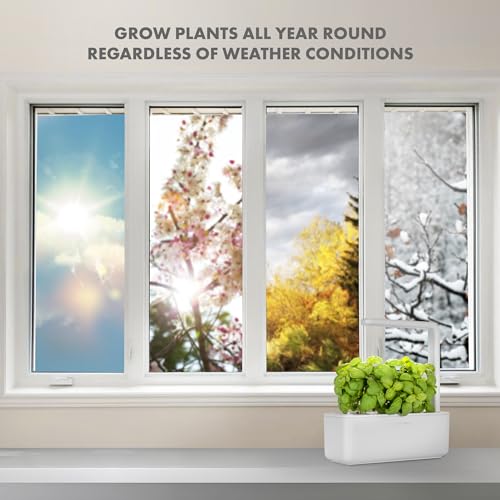 Click & Grow Indoor Herb Garden Kit with Grow Light | Smart Garden for Home Kitchen Windowsill | Easier Than Hydroponics Growing System | Vegetable Gardening Starter (3 Basil Pods Included), White - color: White