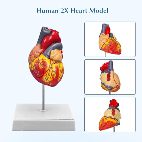 SFXYJ 2X Enlarged Anatomical Heart Model,4-Part Removable with Ventricles Atria Valves Veins Artery 49 Anatomy Structures Number Manual Magnets Display Base for Science Classroom and Cardiology Study - size: 7.8"L x 5.9"W