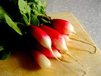 Rapid Yield Radish 18 Days Seeds for Planting 250+ Non-GMO Seeds French Breakfast Radish