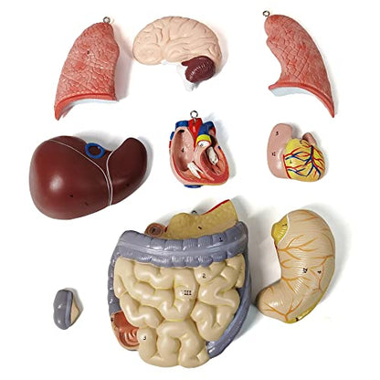 NEW HORIZON 20" Removable 12 Parts Human Torso Model,Showing Section of Brain,Neck Dissected Exposes Muscular Neural,Vascular and Glandular Structure,Anatomy Model for Medical,Educational apparatus