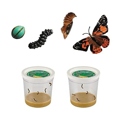 Insect Lore Butterfly Garden with Two Cups of Live Caterpillars, Life Cycle Figurines, English and Spanish Butterfly STEM Activity Journals | 10 Painted Lady Butterfly Baby Caterpillars - style: 2 Cup