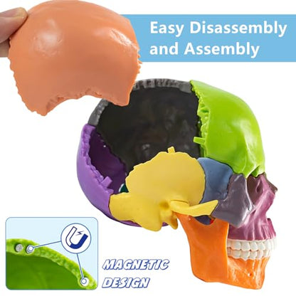 Mini Human Skull Anatomy Model, 15 Part Half-Size Color-Coded - style: Color-Coded