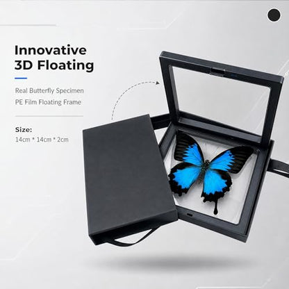 1pc Real Butterfly Specimen PE Film Suspension Box Butterfly Taxidermy Shadow Box Unique Holiday Present for Children (Papilio Ulysses) - color: Papilio Ulysses