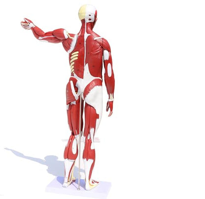 Anatomical Human Muscular Figure Model with 347 Number with 27 Removable Parts Muscle Organ Model Training Manikin Model for Teaching 33.5'' Tall,1/2 lifesize