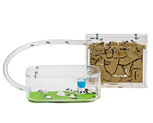 AntHouse - Natural Sand Ant Hill- Basic Kit | Sandwich (4.72 x 3.94 x 0.39 in) + Forage Box (7.09x 3.94 x 1.97 in) | Ant Farm - color: Clear